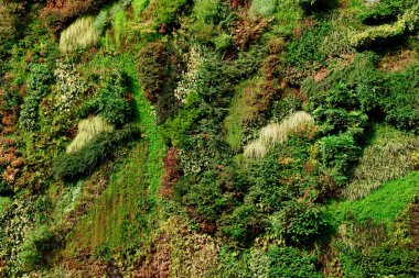 Dışarıda büyüyen yeşil bitkilerle kaplı bir duvar. Dikey bahçe. Sürdürülebilir mimari ve ekolojik yaşam kavramı