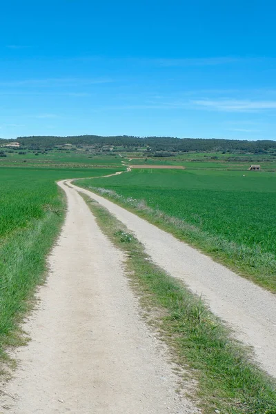 Vertical picture of country road going away  between vivid green fields of barley. Concepts of freedom, path, harmony. Alcampel village, Huesca, Aragon, Spain