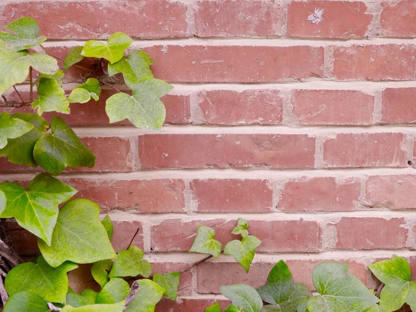 Brick wall with ivy plant border for backgrounds