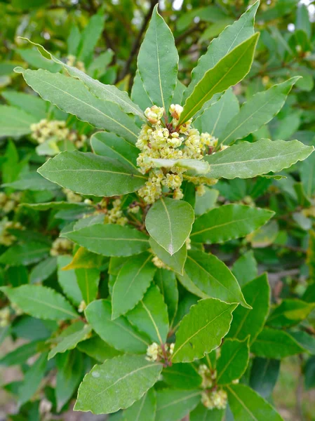 Branch of laurel leaves with bloom. Vertical photo of blooming bay leaf at springtime. Spice plant in nature in Spain