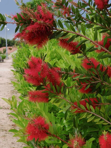 Flores Vermelhas Engarrafamento Crescem Selvagens Parque Público — Fotografia de Stock