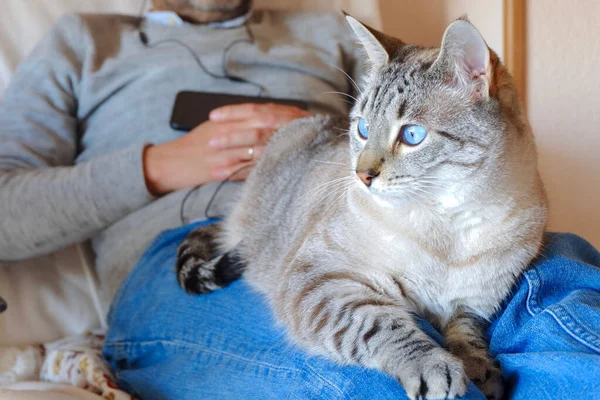 Schöne Katze Mit Blauen Augen Sitzt Auf Den Beinen Eines — Stockfoto