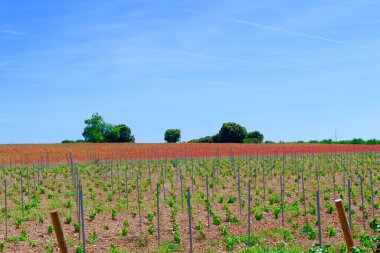 Yeni ekilmiş asmalar ve kırmızı gelincik çiçekleri olan bir tarla. Canlı renkleri olan yeni şarap deposu.