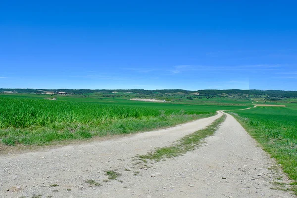 Country road between agricultural fields of vivid green colours at spring in Huesca province, Aragon, Spain. Concepts of way, path, goal
