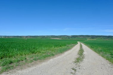 Kırsal yol gündüzleri çok uzaklara gidiyor. Yeşil köy yolu