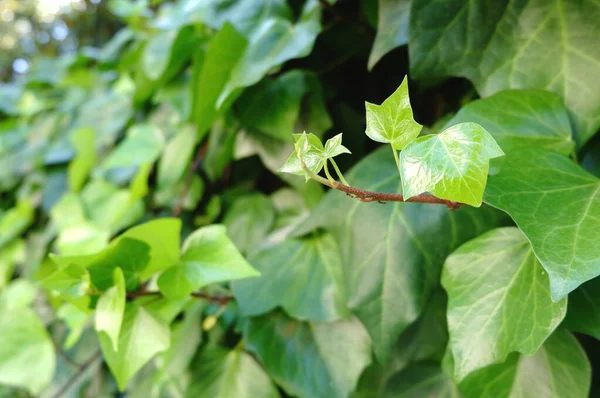 Close Young Ivy Shoot Growing Blurry Green Background — Stock Photo, Image