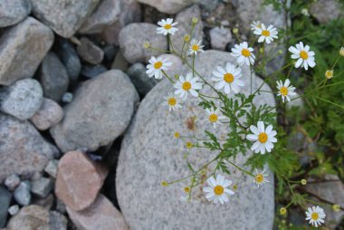 Narin beyaz papatyalar, büyük bir taşın içindeki çatlaklardan çıkar. Nehir kıyısındaki çeşitli pürüzsüz kayaların arasından. Sabahın erken saatlerinde yumuşak bir ışıltıyla yıkanırlar..