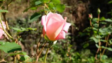 Canlı doğal arka planda pembe ihale gülü açılıyor. Bahçe işleri kavramı