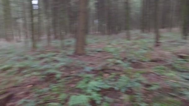 Draaien rond in het bos — Stockvideo