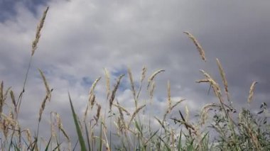 Gökyüzüne karşı yeşil çimen