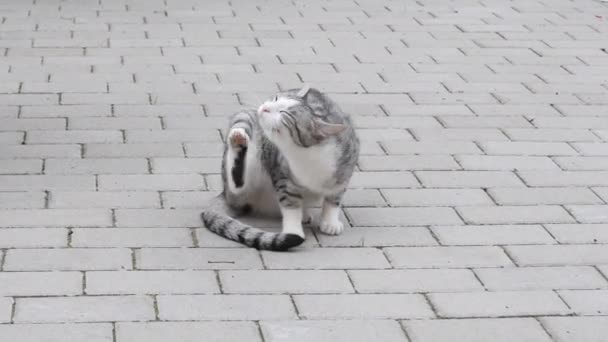 Kendisi tırmalamak kedi — Stok video