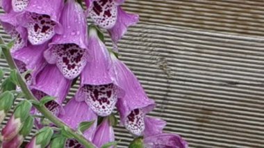 arı toplama nektarı