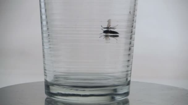 Trapped bee in a glass — Stock Video