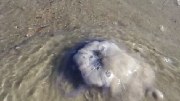 Dead jellyfish on beach — Stock Video