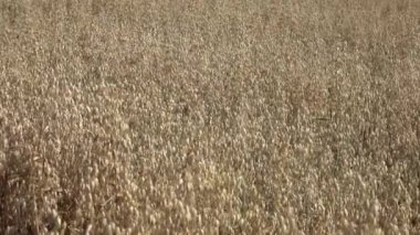 Bir tarım tarlasında yulaf mahsulü