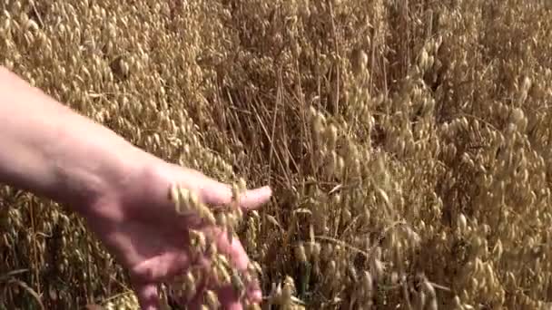 Masculine hand touch the ears of oats — Stock Video