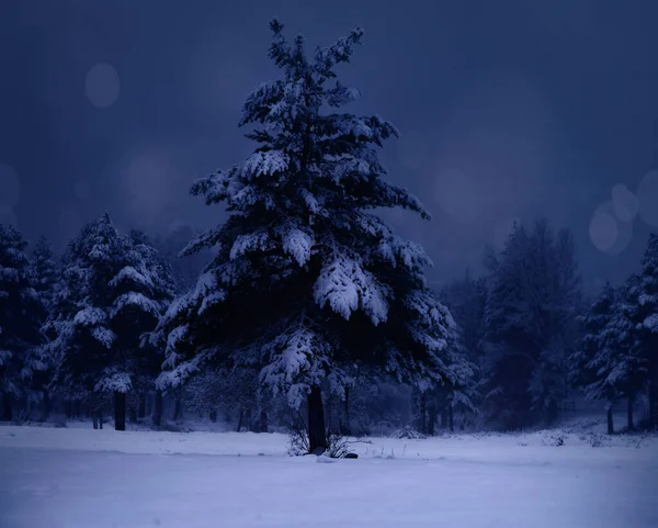 Όμορφη Σκηνή Του Χιονισμένου Χριστουγεννιάτικου Δέντρου Φυσικό Φεγγαρόφωτο — Φωτογραφία Αρχείου