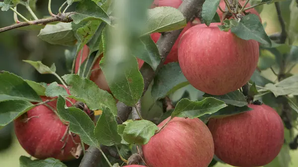Zbliżenie Naturalnymi Czerwonymi Jabłkami Drzewie Gotowymi Zbioru — Zdjęcie stockowe