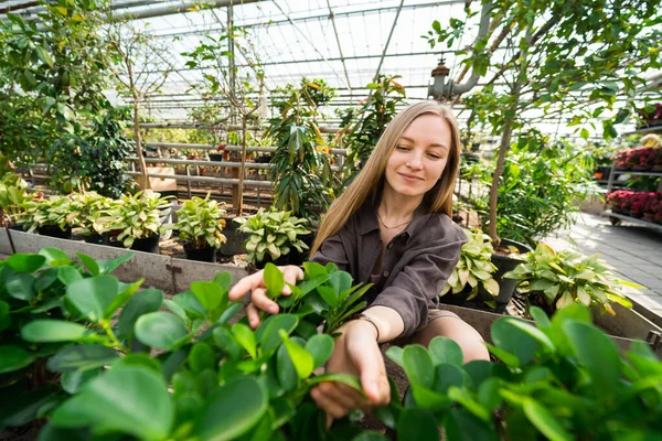 Växthusarbetare Avlägsnar Ogräs Från Växter — Stockfoto