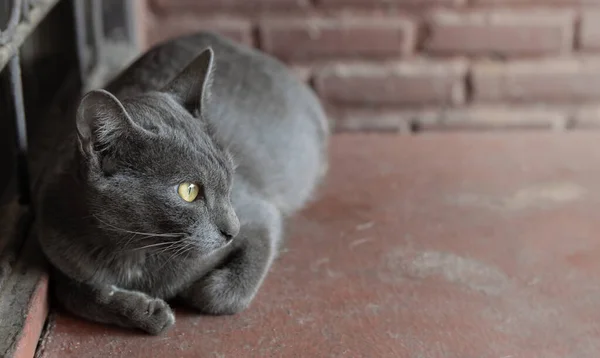 一只灰色的猫躺在棕色的背景上 — 图库照片