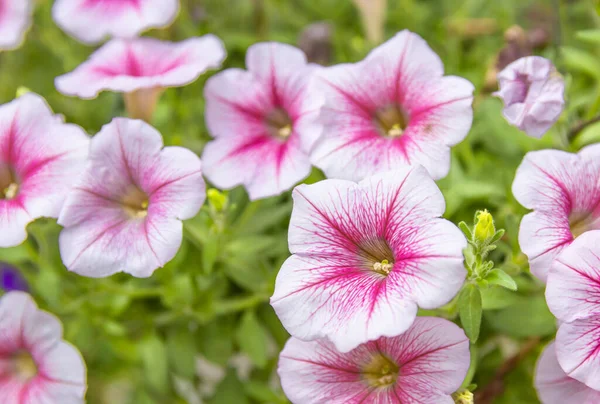 Pink Petunia Flower Petunia Hybrida Blooming Garden — Stock Photo, Image