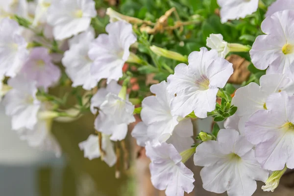 White Petunia Flower Petunia Hybrida Blooming Garden — Stock Photo, Image