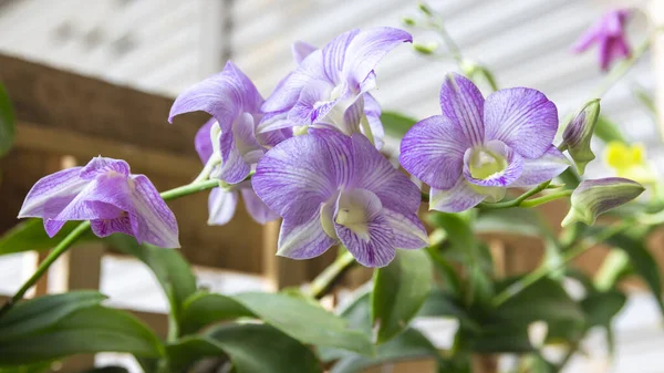 Beautiful Purple Orchid Blooming Garden — Stock Photo, Image