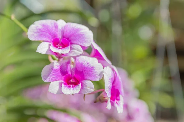 Beautiful Purple Orchid Blooming Garden — Stock Photo, Image