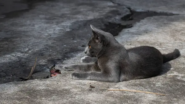 Szary Kot Korat Kot Tajski Kot Podłodze — Zdjęcie stockowe