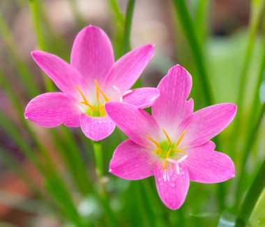 yağmur lily çiçek