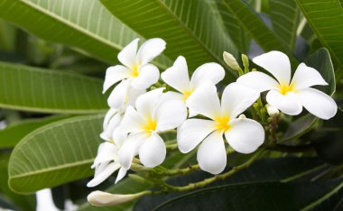 Frangipani çiçekler