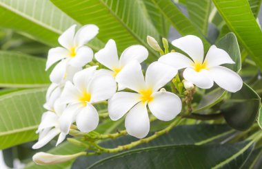 Frangipani çiçekler