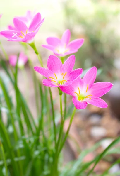 Rain lily flower — Stock Photo, Image