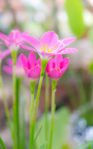 Regn lilja blomma — Stockfoto