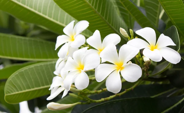 Flores de Frangipani — Foto de Stock