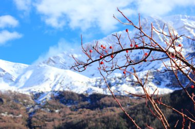 Dağ kül Pyrenees, kış, Bahar