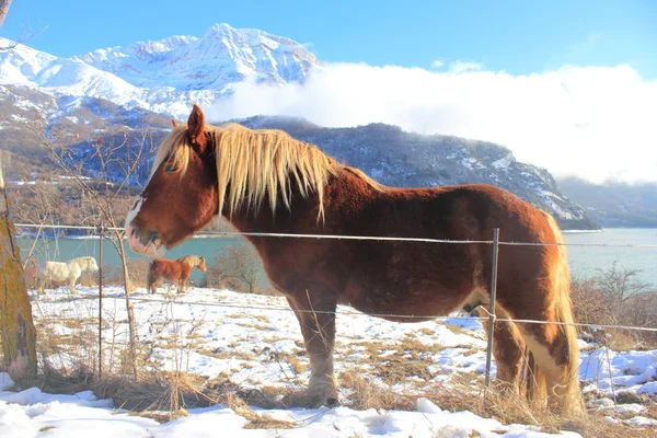 Horse in Pyrenees mountains, winter, spring — Stock Photo, Image