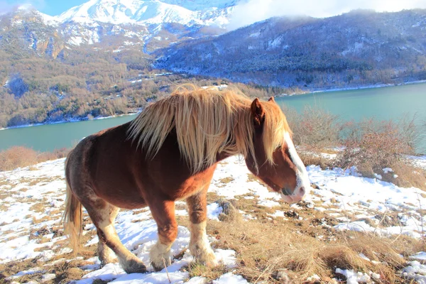 Caballo en los Pirineos montañas, invierno, primavera — Foto de Stock