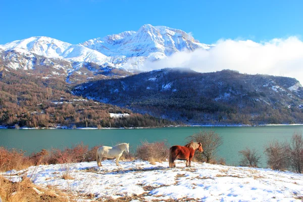 Paard in de Pyreneeën, winter, lente Stockfoto