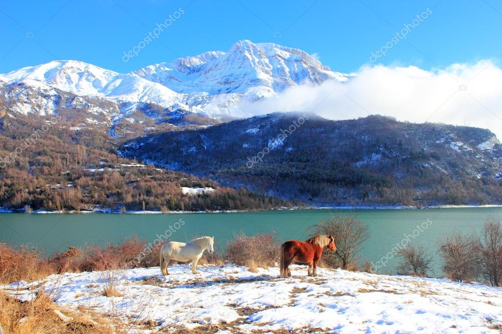 Horse in Pyrenees mountains, winter, spring