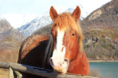 At Pirene Dağları, kış, Bahar