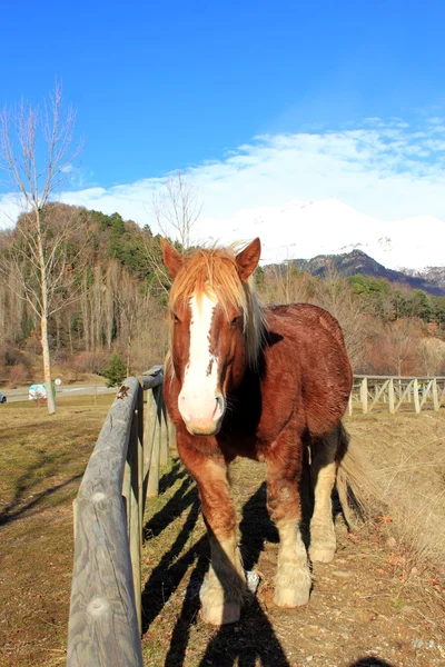 Horse in Pyrenees mountains, winter, spring — Stock Photo, Image