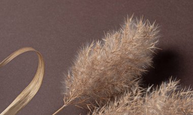 Esmer arka planda sazlıkların ortak bileşimi. Dekoratif element olarak kuru ot