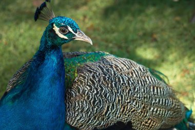 Çimlerin üzerinde bir tavus kuşunun yakın plan portresi