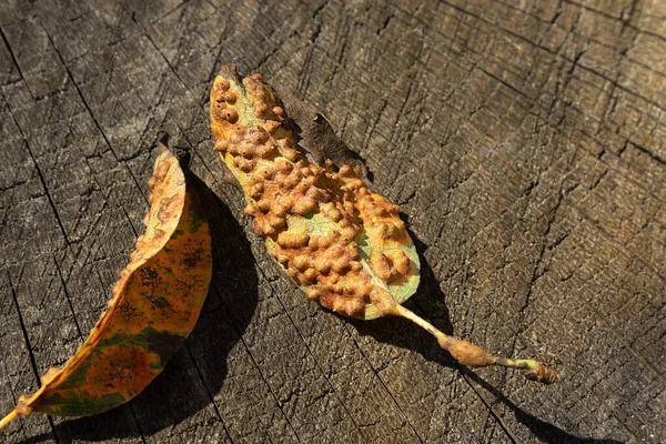 pear leaves affected by linear rust. Diseases of trees