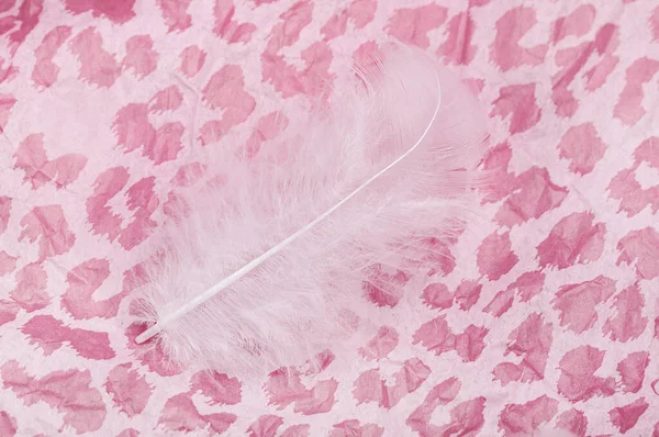 White feather for decoration on delicate pink paper. Idea for a romantic postcard with copy space