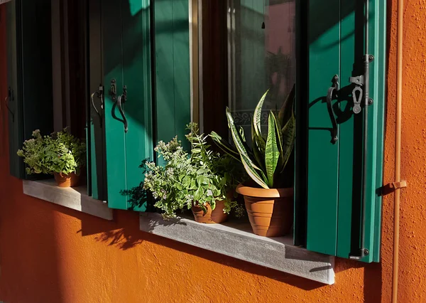 Dekoratif çiçek saksılarında açık hava ev dekorasyonunun bir unsuru olarak seçici bir odak noktası