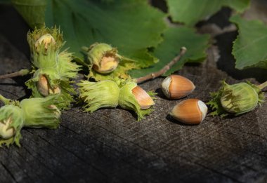 Kabuklu fındıklar ve tahta bir kütükte kabuklar. Hasat konsepti