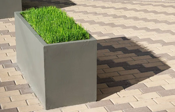 Bir şehir caddesinde büyük dekoratif saksılarda çimenler. Peyzaj konsepti