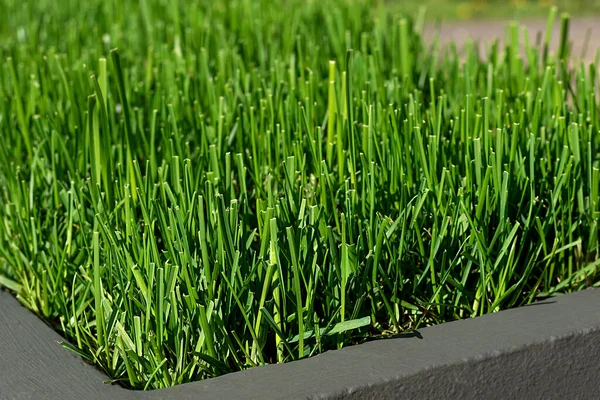 Grüner Rasen Dekorativen Blumenbeeten Auf Den Straßen Der Stadt Stadtbegrünungskonzept — Stockfoto